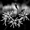Emilian Chirila - photography