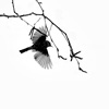 Emilian Chirila - photography